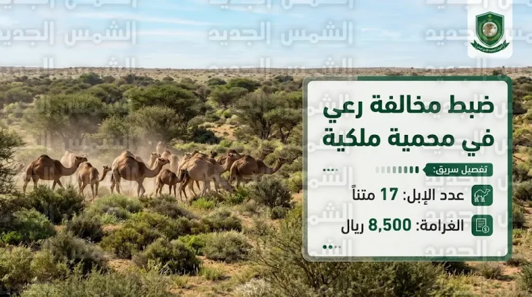 تغريم مواطن 8500 ريال لممارسته أعمال الرعي غير القانونية داخل نطاق محمية ملكية