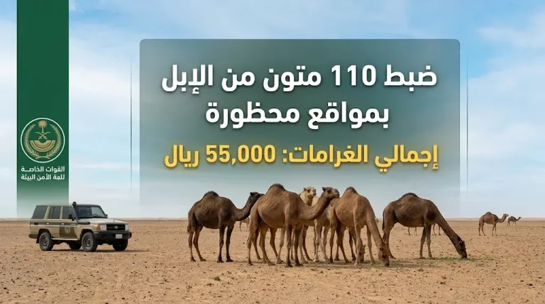 ضبط مواطن لرعي 110 متون من الإبل في محمية الإمام عبدالعزيز بن محمد الملكية وتغريمه 55 ألف ريال