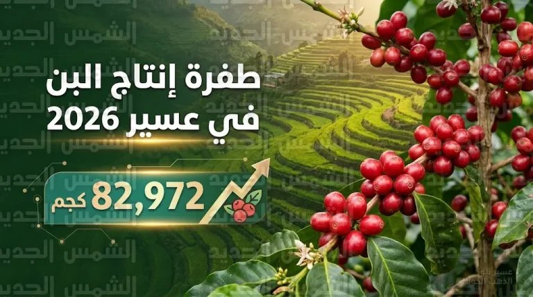 طفرة إنتاجية كبرى لزراعة البن في عسير لموسم 2026 وتسجيل أرقام قياسية بإنتاج الذهب الخولاني