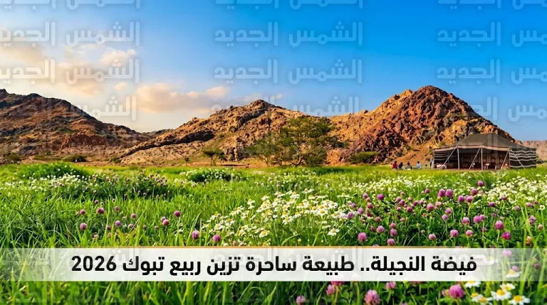 فيضة النجيلة في حقل تتحول إلى لوحات طبيعية ساحرة بعد موجة الأمطار بمنطقة تبوك