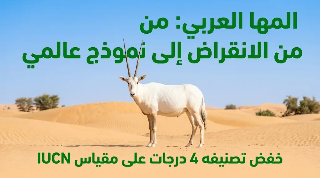 إنجاز دولي غير مسبوق: السعودية تخفض تصنيف المها العربي 4 درجات على مقياس IUCN
