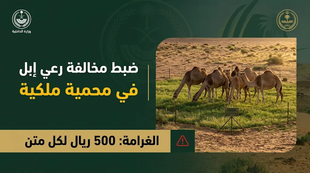الأمن البيئي يفرض غرامات مالية بحق مخالف لرعي الإبل في مواقع غير مخصصة بالمحميات الملكية
