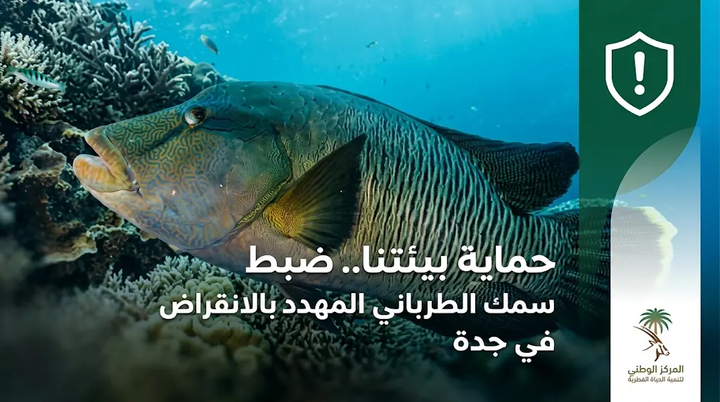 الإطاحة بمخالفين لنظام البيئة في جدة بحوزتهم سمك الطرباني المحظور صيده بالبحر الأحمر