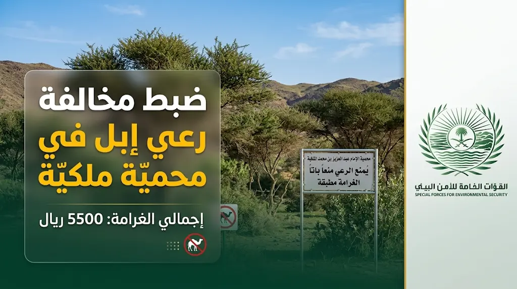 تغريم مواطن 5500 ريال لممارسته رعي الإبل في مواقع غير مخصصة بمحمية الإمام عبدالعزيز بن محمد