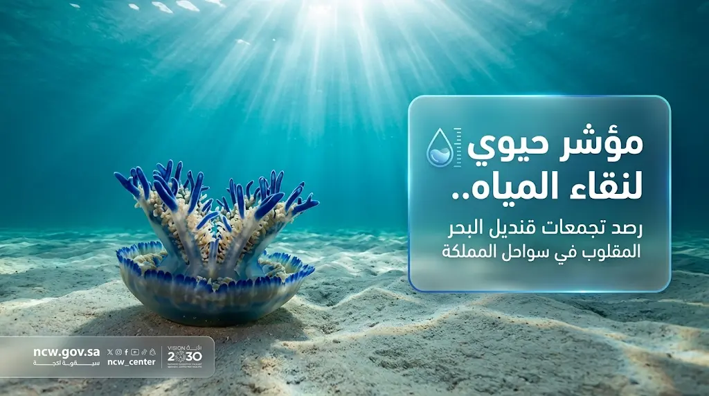 توثيق تجمعات كثيفة لقنديل البحر المقلوب في سواحل البحر الأحمر كعلامة إيجابية على نقاء المياه