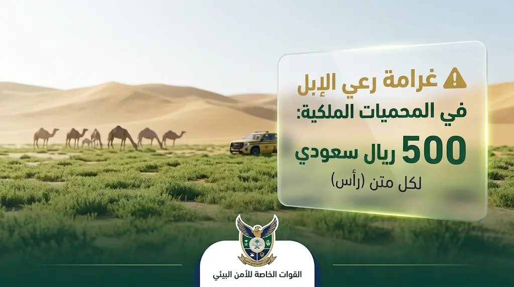ضبط مخالفة رعي 65 متناً من الإبل في مواقع محظورة بمحمية الملك عبدالعزيز الملكية وإحالة المخالف للجهات المختصة