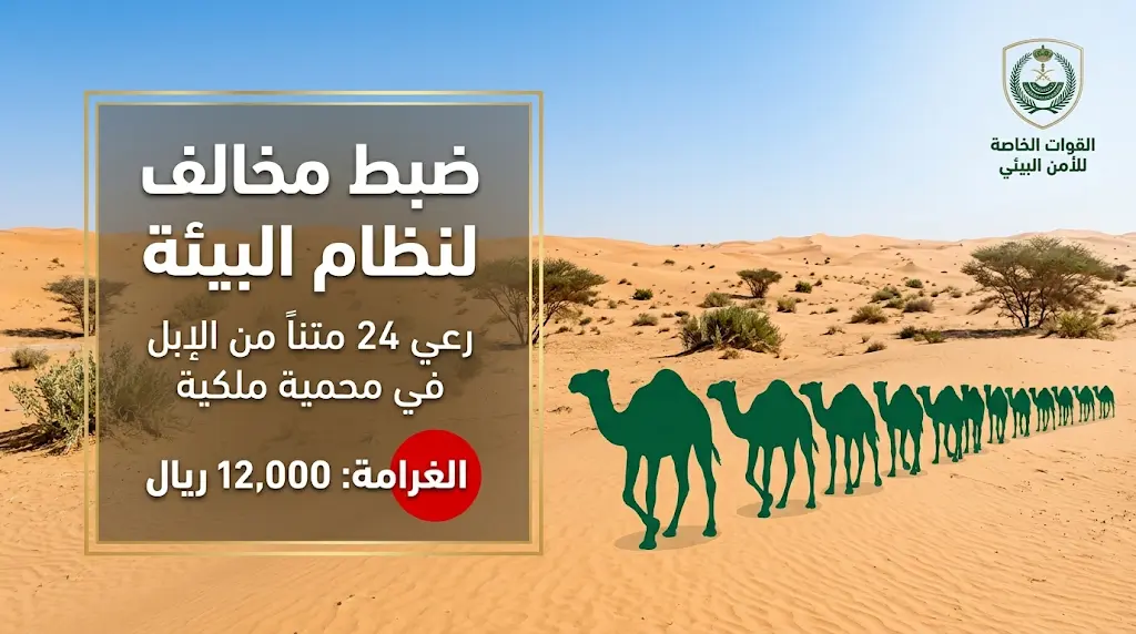 عقوبات نظام البيئة 1447.. ضبط 24 متناً من الإبل في محمية الملك عبدالعزيز الملكية وتغريم المخالف