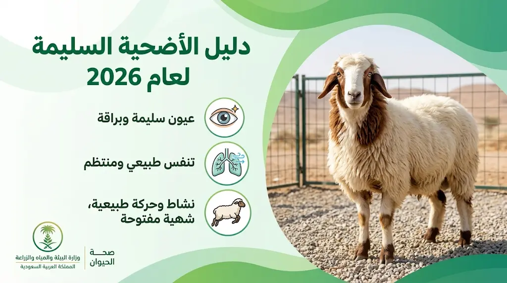 كيف تتعرف على الأضحية السليمة؟ وزارة البيئة السعودية تحدد العلامات الحيوية المعتمدة لموسم الحج 2026
