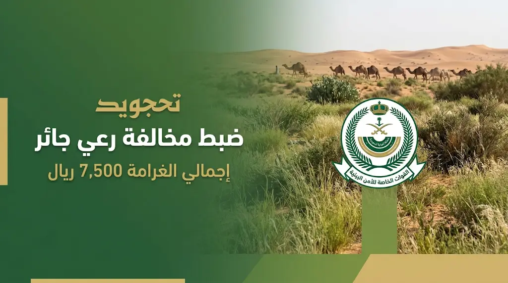 تغريم مواطن 7,500 ريال لرعي الإبل في مواقع محظورة بمحمية الإمام عبدالعزيز بن محمد الملكية