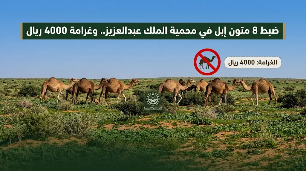 القوات الخاصة للأمن البيئي تضبط مواطناً يرعى 8 متون إبل في محمية الملك عبدالعزيز وتغرمه 4000 ريال