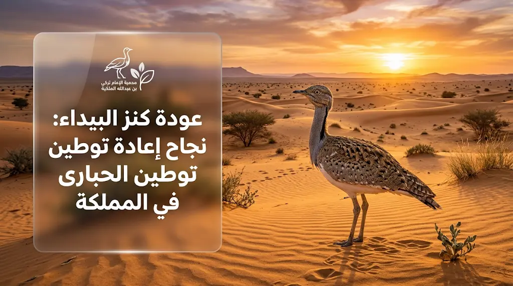 عودة ملموسة لطائر الحبارى إلى موائله الطبيعية في السعودية بفضل برامج الإكثار والحماية المكثفة